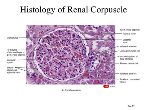 Renal Corpuscle Histology Labeled