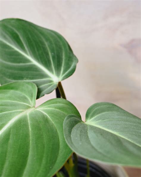 Philodendron Gloriosum Dark Form I Got Planty