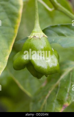 Capsicum Annuum Variety Annuum Longum Group Loco Chilli Pepper