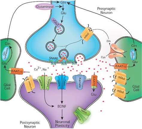 Figure 1 From Overview Of Glutamatergic Neurotransmission In The