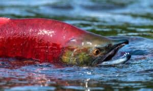 Salmon Teeth: Everything You Need To Know - A-Z Animals