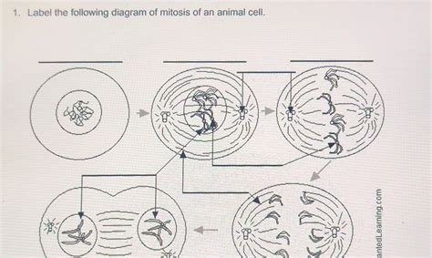 Solved 1. Label the following diagram of mitosis of an | Chegg.com