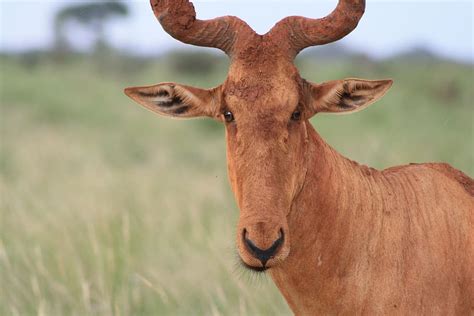 libre de regalías Hartebeest fotos descarga gratuita Piqsels