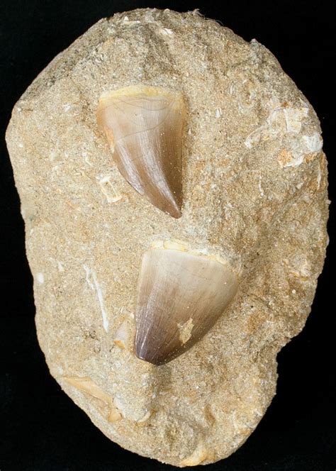 Two Mosasaur Prognathodon Tooth In Matrix 14256 For Sale