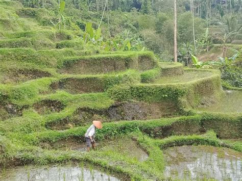 Inilah Foto Pemandangan Sawah Di Bali