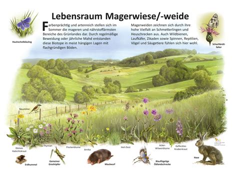 Lebensraum Magerwiese Ökologie Lehrtafeln Natur im Bild