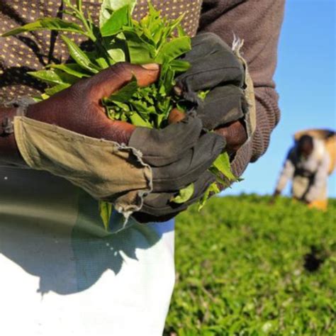 Sustainable Agriculture In Bangalore - Farm Fresh Bangalore