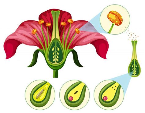 Explain the natural Methods of Asexual Reproduction. - bitWise Academy