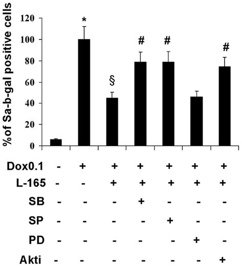 Pre Treatment With P38 Jnk And Akt Inhibitors Prevents The