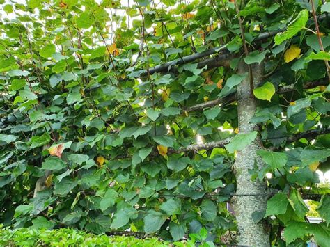 Leibomen Voor Meer Privacy In Je Tuin KleineTuinen Nl