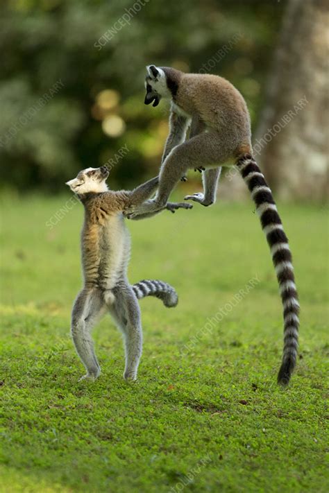 Ringtail Lemurs playing, Madagascar - Stock Image - C040/7322 - Science ...