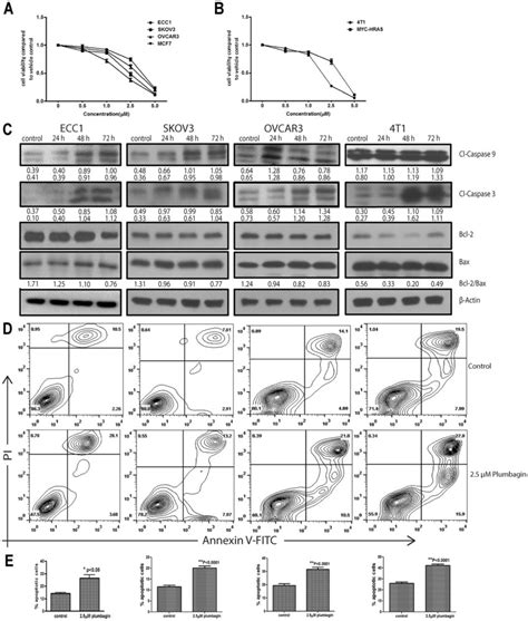 Plumbagin Inhibits Proliferation And Induces Apoptosis In Cancer Cells