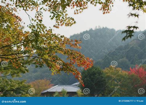 Red and Yellow Leaves of the Japanese Maple Editorial Photography ...