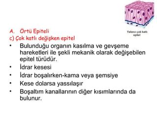 Histolojiye giriş ve epitel doku PPT