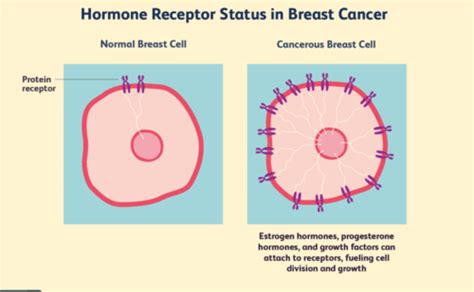 Molecular Cell Bio Exam 2 Part 2 Flashcards | Quizlet 