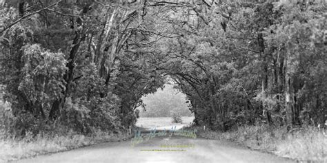 “Tunnel of Trees” – Abs-Al-Oot Horizons Photography