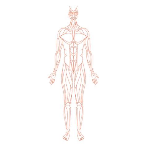 Body Muscles Anatomy Free Human Anatomy Transparent Background Png ...