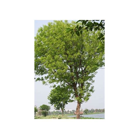 Semillas De Caoba Planta De Swietenia Mahagoni Madera Arbol Comprar