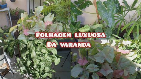 LUXUOSAS SIM PLANTAS SIMPLES E Luxuosas A Folhagem Mais Simples De