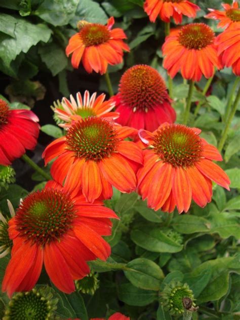 Echinacea Sombrero Salsa Red Coneflower Flowers Perennials Flower