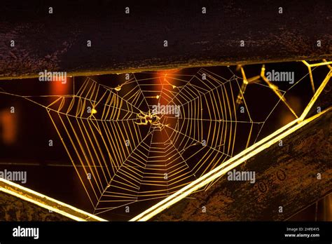 spider in the net at night Stock Photo - Alamy