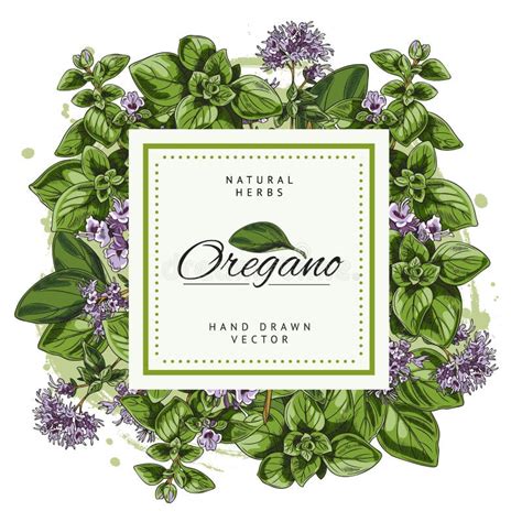 Oregano Food Seasoning Herb Square Badge Or Label Sketch Vector