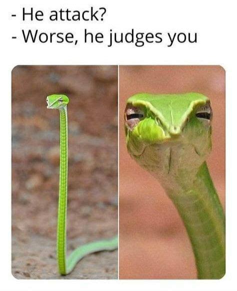 Judgy Snake Judges🐍 Images Vraiment Drôles Blague Pour Rire