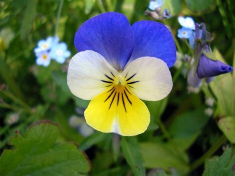 Driekleurig Viooltje Viola Tricolor De Kruidenwereld