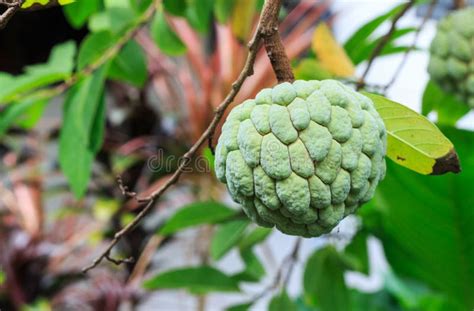 Green Annona Stock Image Image Of Custard Asian Vegetarian 44351113