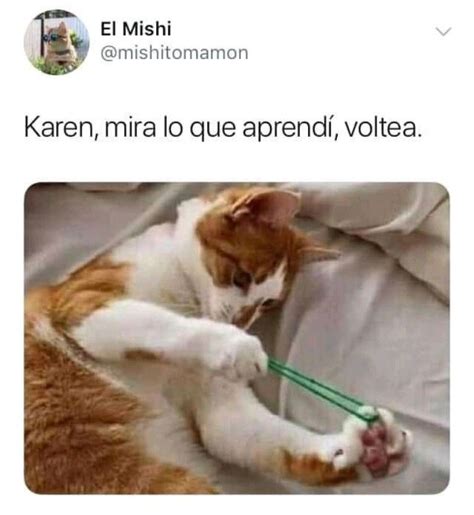 Memes De Gatos Y Karen Chistosos Para Compartir En Whatsapp Petlife