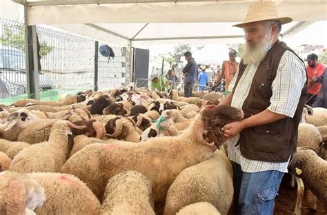 Aïd Al Adha saisie de 420 têtes dovins et de caprins et destruction