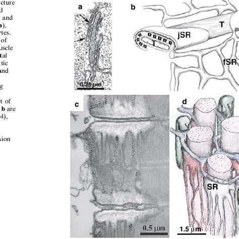 Comparative structure of terminal cisternae and junctional SR of ...