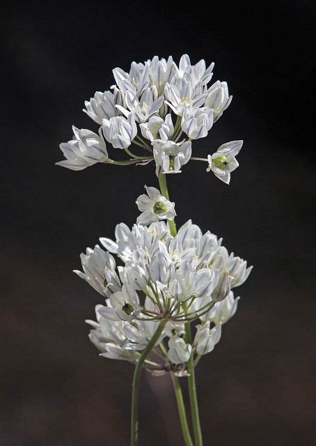 White Brodiaea Triteleia Hyacinthina White Gardens White Flowers