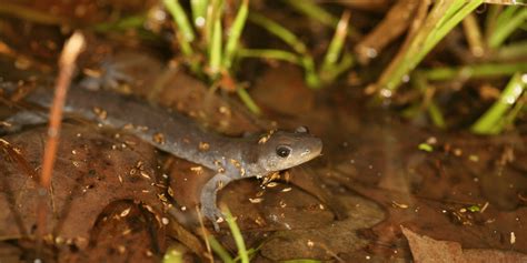 Why Salamanders Love Vernal Pools • The National Wildlife Federation ...