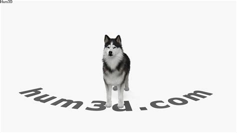 360 View Of Siberian Husky 3d Model 3dmodels Store