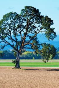 Connecticut State Tree – White Oak – 50States.com