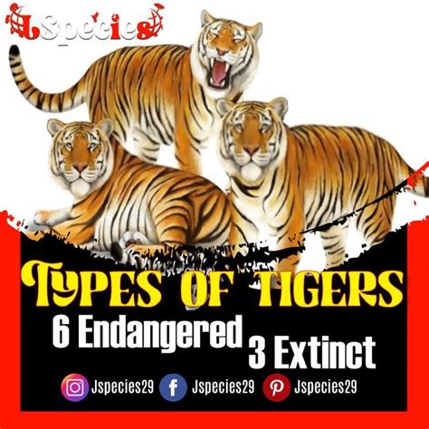 Types Of Tigers Endangered Extinct