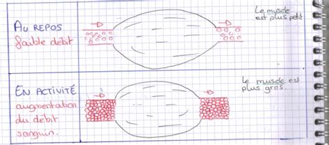 Les échanges Entre Les Organes Et Le Sang Cours Svt 5ème Vive Les Svt