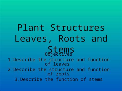 PPT Plant Structures Leaves Roots And Stems Objectives 1 Describe