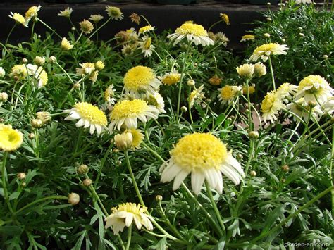 Paris Daisy Courtyard Butter Cream Flowering Habit Argyranthemum