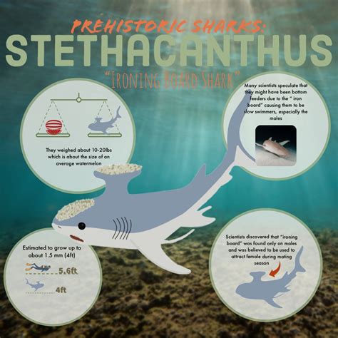 Stethacanthus Size