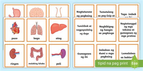 Pagtutugma Tugma Ng Mga Organ Ng Katawan Kinder Twinkl