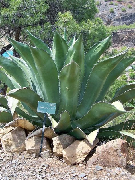 True Nectar Canary Island Giant Agave Agave Salmiana Lawn And