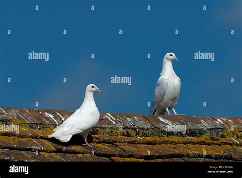 Pair Of White Doves Hi Res Stock Photography And Images Alamy