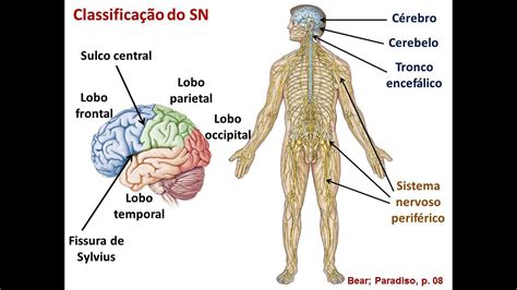 Sistema Nervoso Youtube