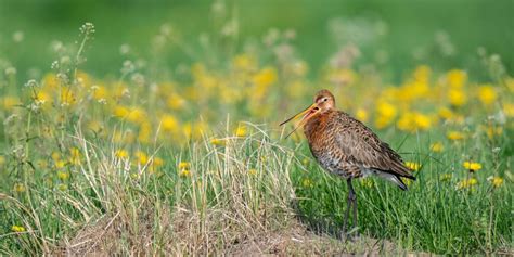 Landwirte engagieren sich für Wiesenvogelschutz