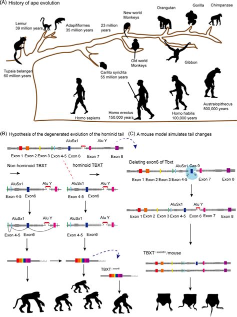 The role of Alu elements in primate evolution and tail loss through ...