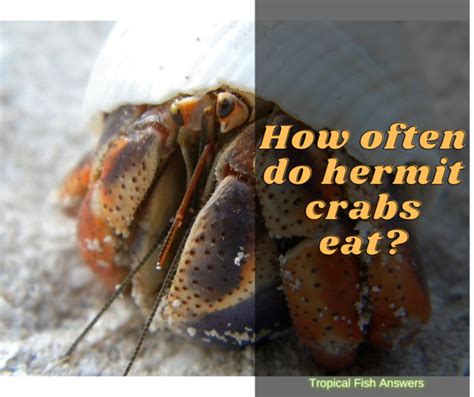 How Often Do Hermit Crabs Eat Top 2 Food For Your Hermit Crab