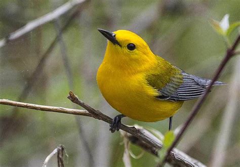 Prothonotary Warbler Profile Facts Female Nest Traits Birdbaron