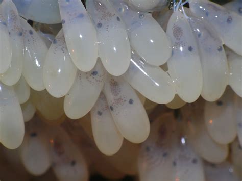 Dumbo Octopus Eggs